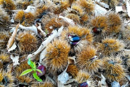 Hidden Gems of Portugal: Travel Tips to Go Beyond the Tourist Trail