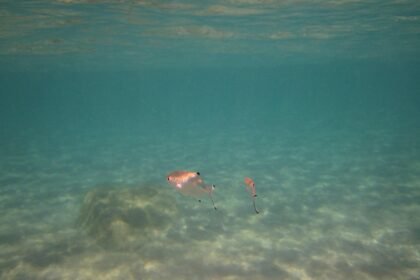 Rituals and Rites: Exploring the Festivals That Define Portuguese Identity