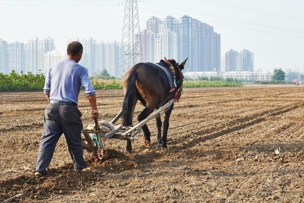 Driving in Portugal: What You Need to Know About Local Traffic Laws