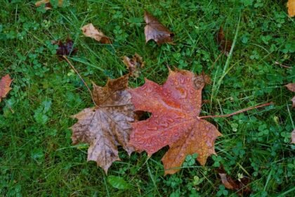 Feel free to mix and match or modify these suggestions to best fit your articles!