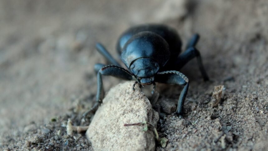 Unlocking Portugal’s Charm: A Guide to Scenic Road Trips