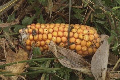 Navigating Portugal: A Comprehensive Guide to Transport Options