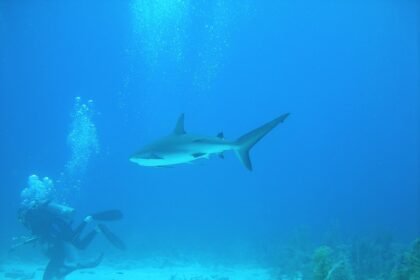 Submerged Beauty: Top Dive Spots for All Experience Levels in Portugal