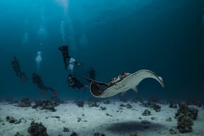 Beneath the Waves: Discover Portugal’s Hidden Dive Sites