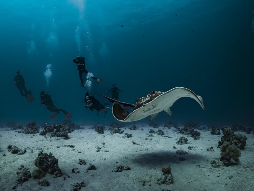 Beneath the Waves: Discover Portugal’s Hidden Dive Sites
