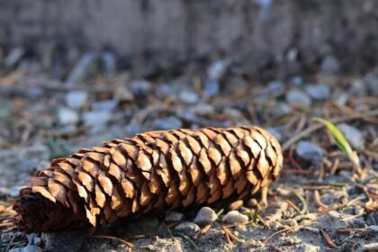 Local Insights: Navigating Portugal’s Lesser-Known Destinations