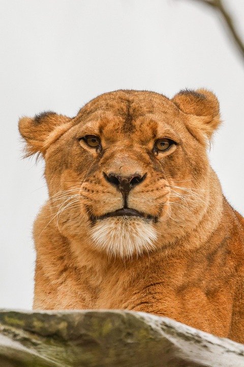 Visual Chronicles: Discovering Portugal’s Photographic Treasures