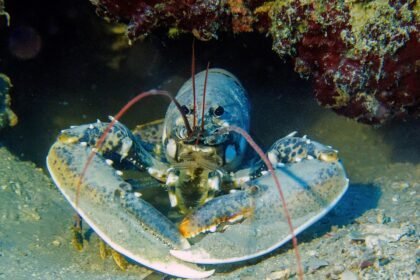 Charming Towns and Scenic Views: Discovering Portugal’s Best-Kept Secrets