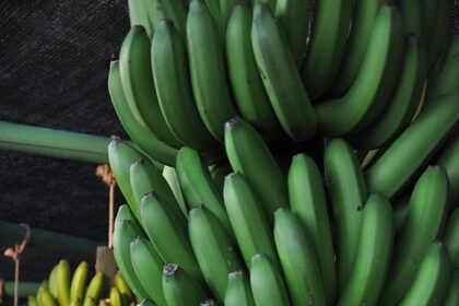 Pastries and Seafood: A Deep Dive into Portugal’s Culinary Staples