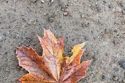 Taste of Portugal: Travel Tips for Food Lovers Exploring the Country