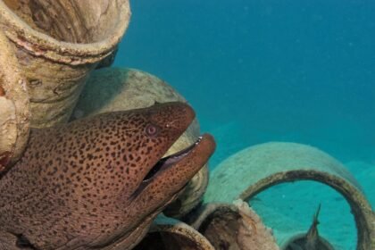 Colors of Tradition: The Vibrant Art of Azulejos in Portugal