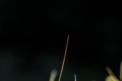 The Best Apps for Seamless Travel Around Portugal