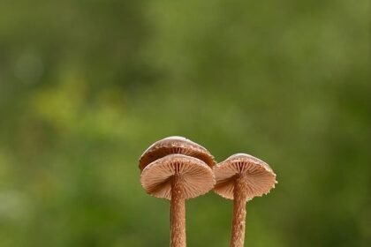 From Porto to Faro: Short Trips That Capture the Spirit of Portugal