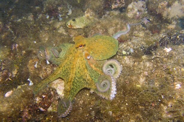 From Algarve to Azores: Portugal’s Best Diving Destinations