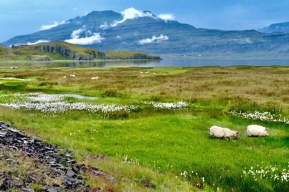 Cruising the Coast: Ferry Services That Connect Portugal’s Islands