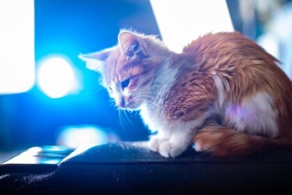 Feasting Through the Seasons: Portugal’s Seasonal Local Favorites