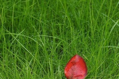 Walking Tours in Portugal: Discovering Cities One Step at a Time