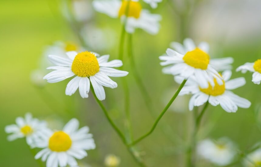 Wanderlust in Frames: Portugal’s Most Photogenic Destinations