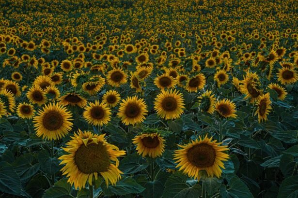 Portugal’s Hidden Gems: The Best Backroads for Adventurous Drivers